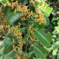 Reissantia indica (Willd.) N.Hallé